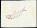 Knightia Fossil Fish - Wyoming #55306-1
